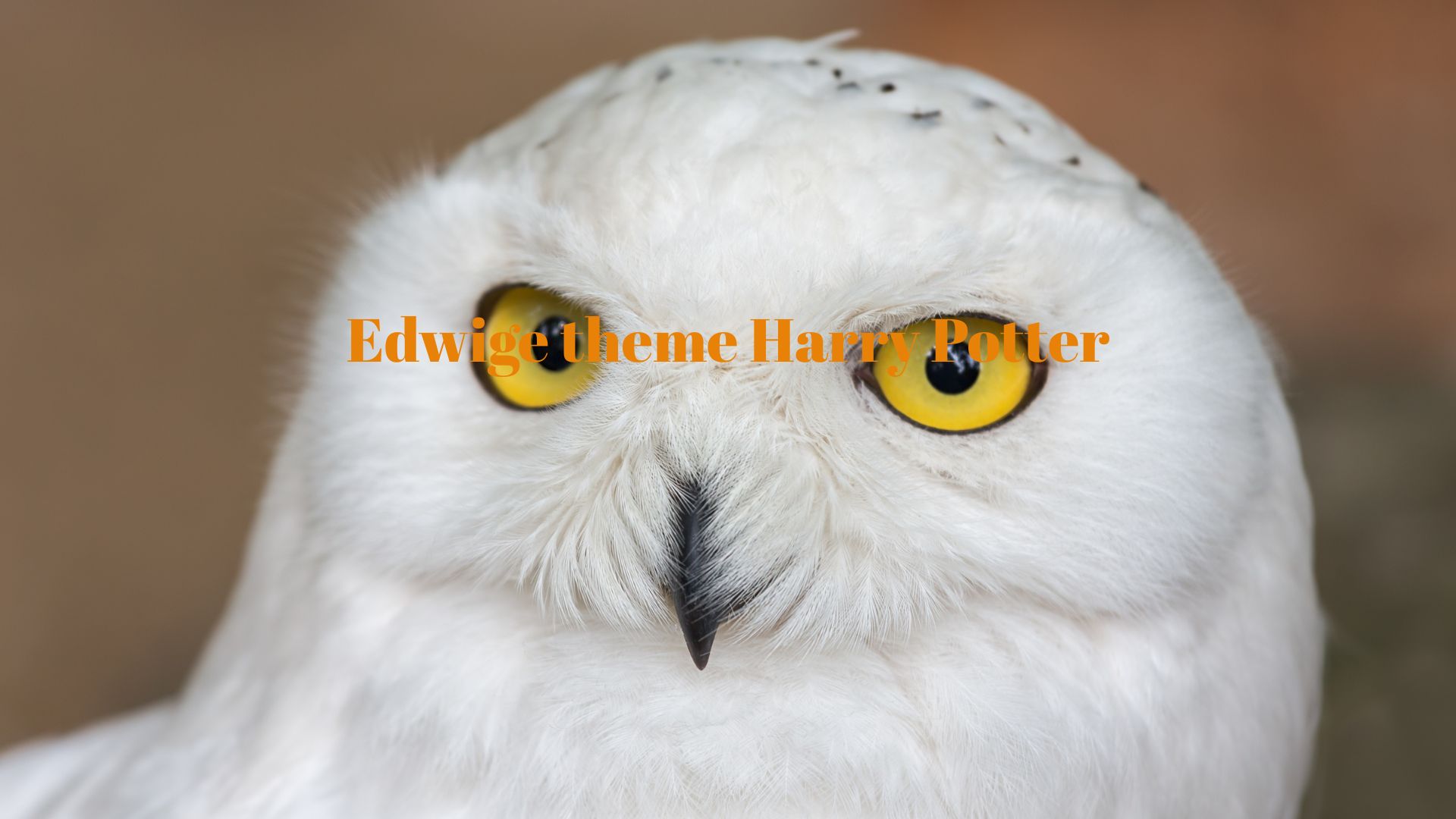 La chouette Edwige de Harry Potter