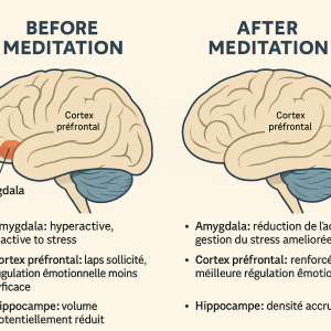 Les changements du cerveau avant et après la pratique régulière de la méditation Schéma qui montre les bienfaits de la méditation au cerveau